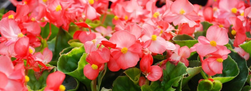 Begonya (Begonia spp.)