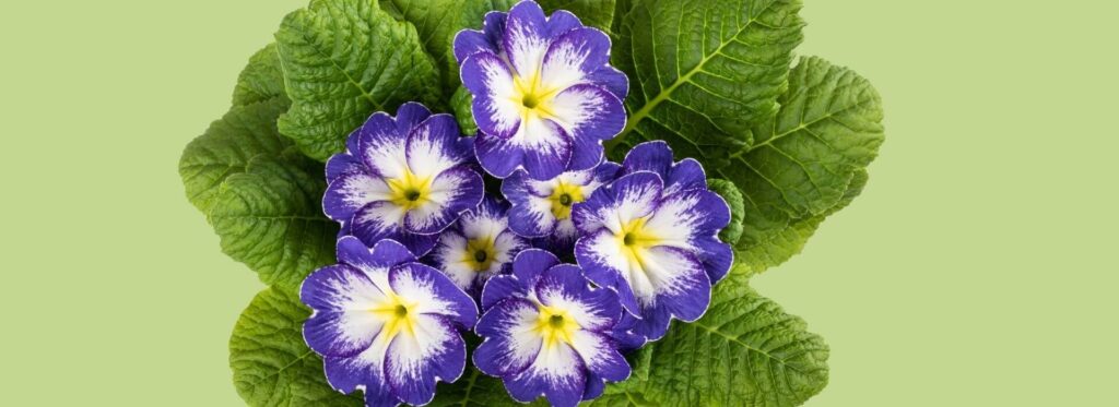 Çuha Çiçeği (Primula spp.)