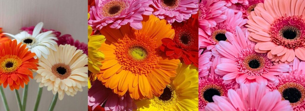 Gerbera (Gerbera jamesonii)