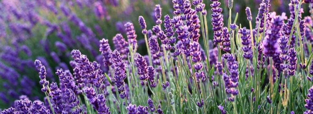Lavanta (Lavandula angustifolia)