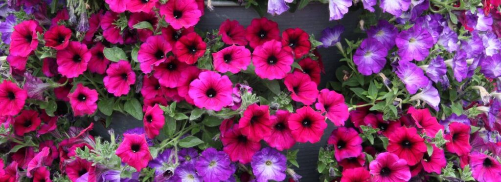 Petunya (Petunia spp.)