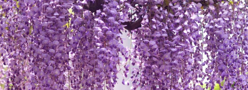 Salkım (Wisteria spp.)