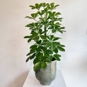 Schefflera | Şeflera Bitkisi Nasıl Bakılır?