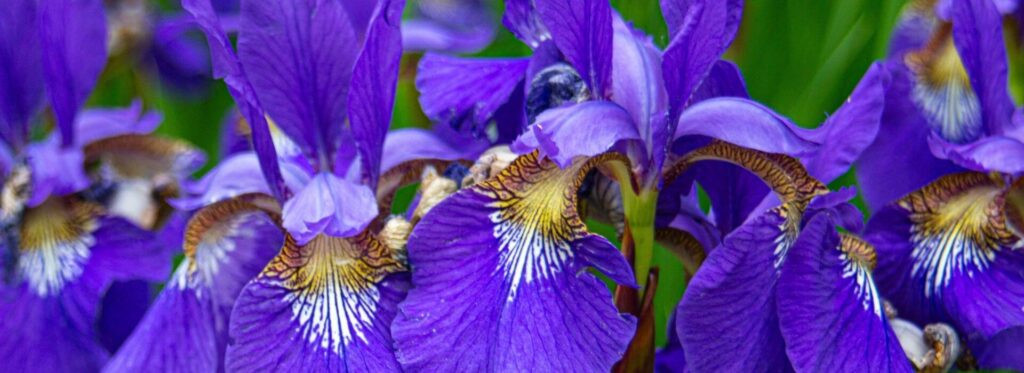 Süsen (Iris spp.)