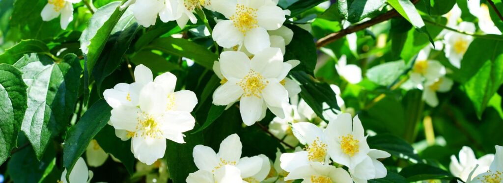 Yalancı Yasemin (Trachelospermum jasminoides)
