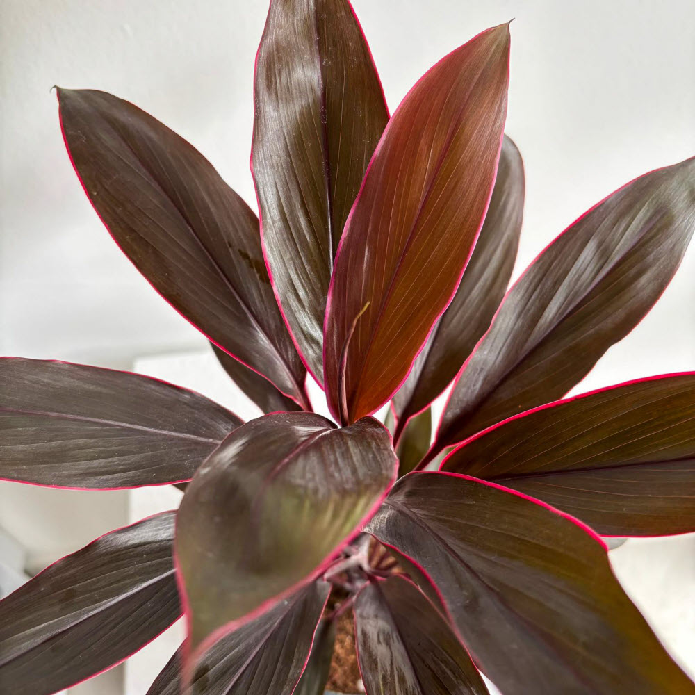 cordyline02