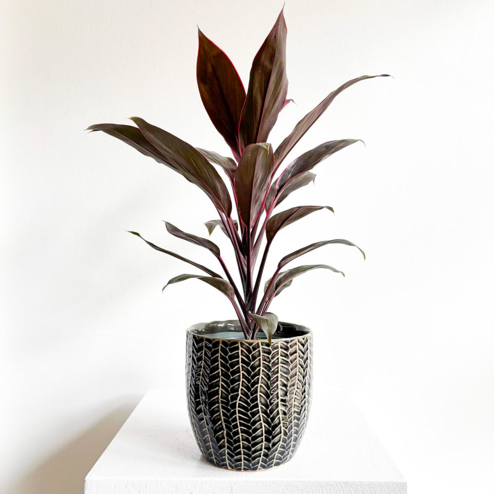 cordyline04