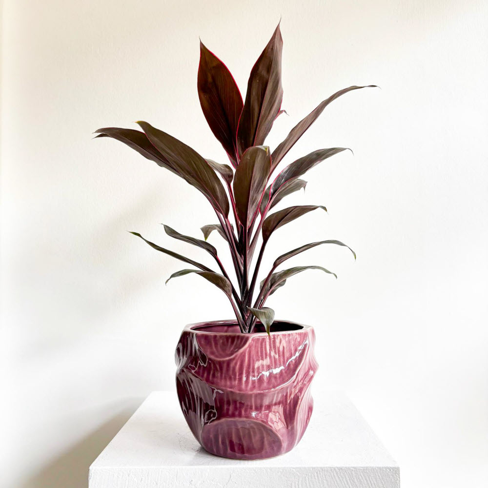 cordyline05