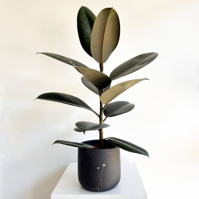 ficuselasticahayashi02
