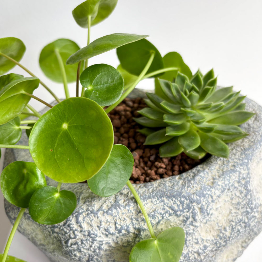 pileaecheveria00