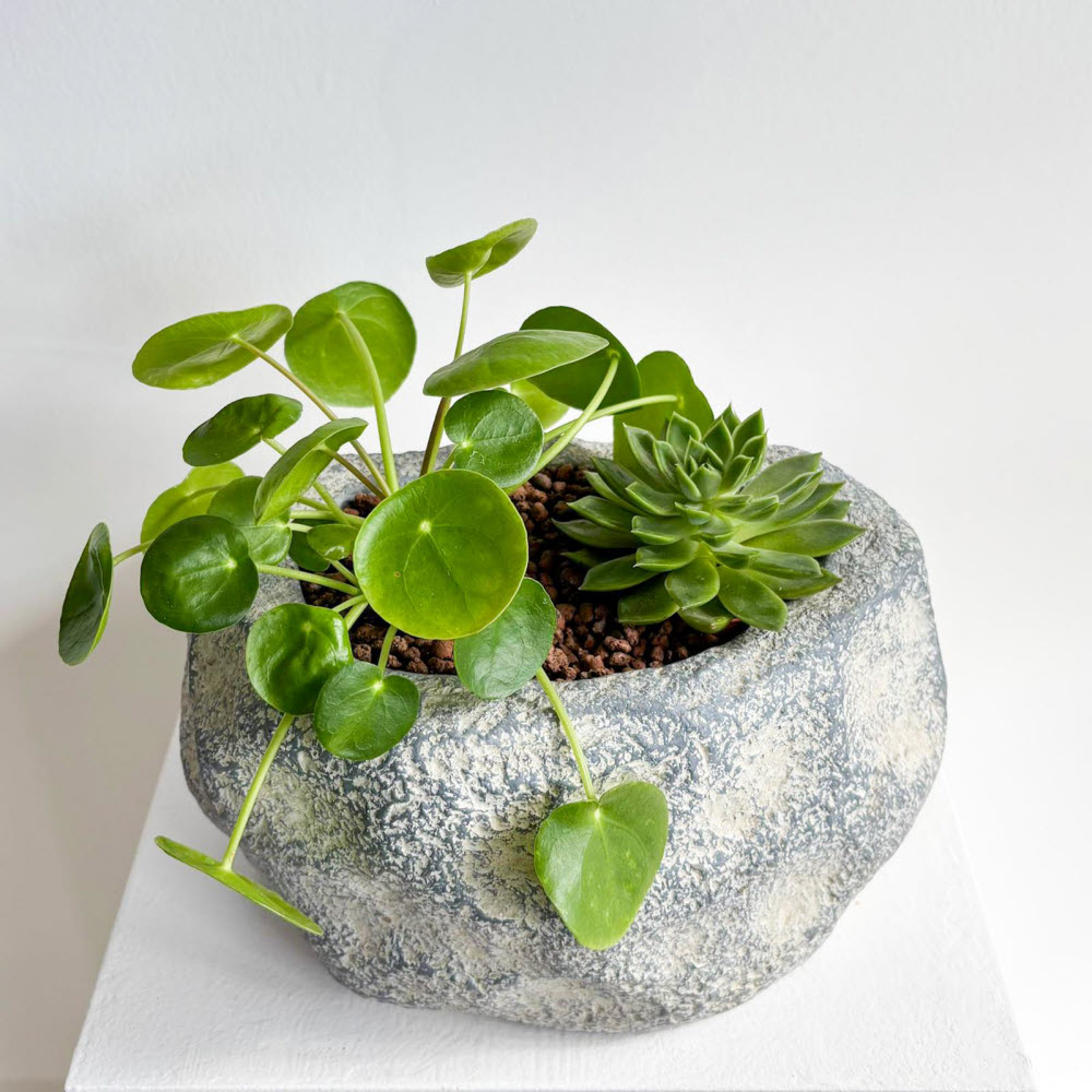 pileaecheveria01