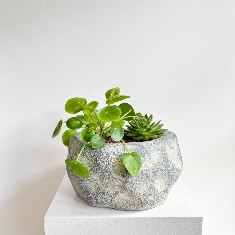 pileaecheveria02
