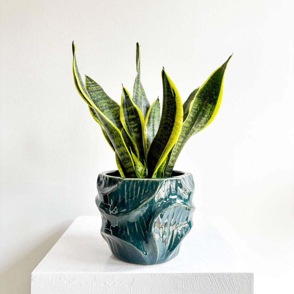 sansevieria vertrocknet JobPflanze Starke Sansevieria