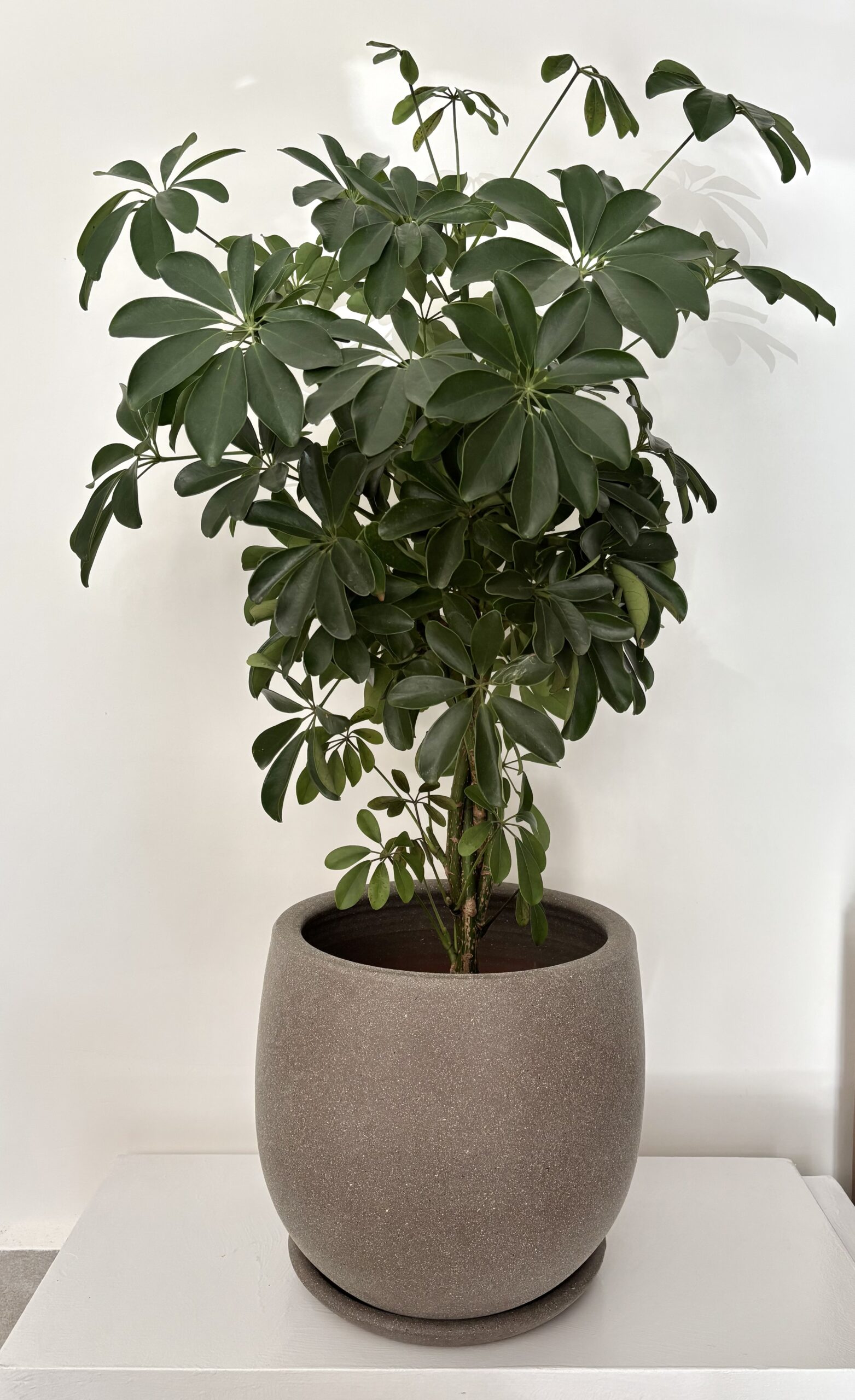 Schefflera 95 cm