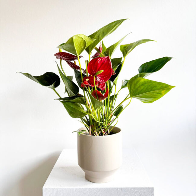 anthuriumred051200