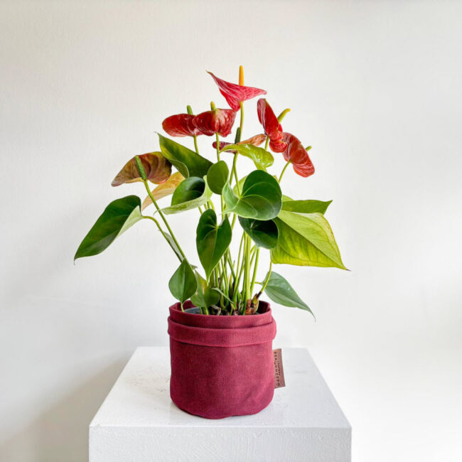 anthuriumred300302