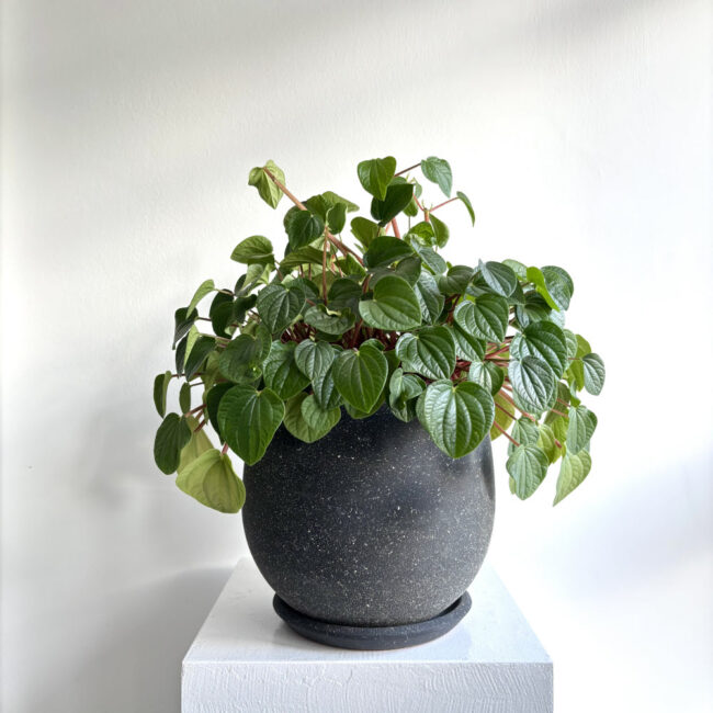 Peperomia Rana Verde