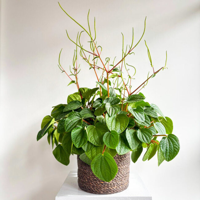 peperomiaranaverde290101