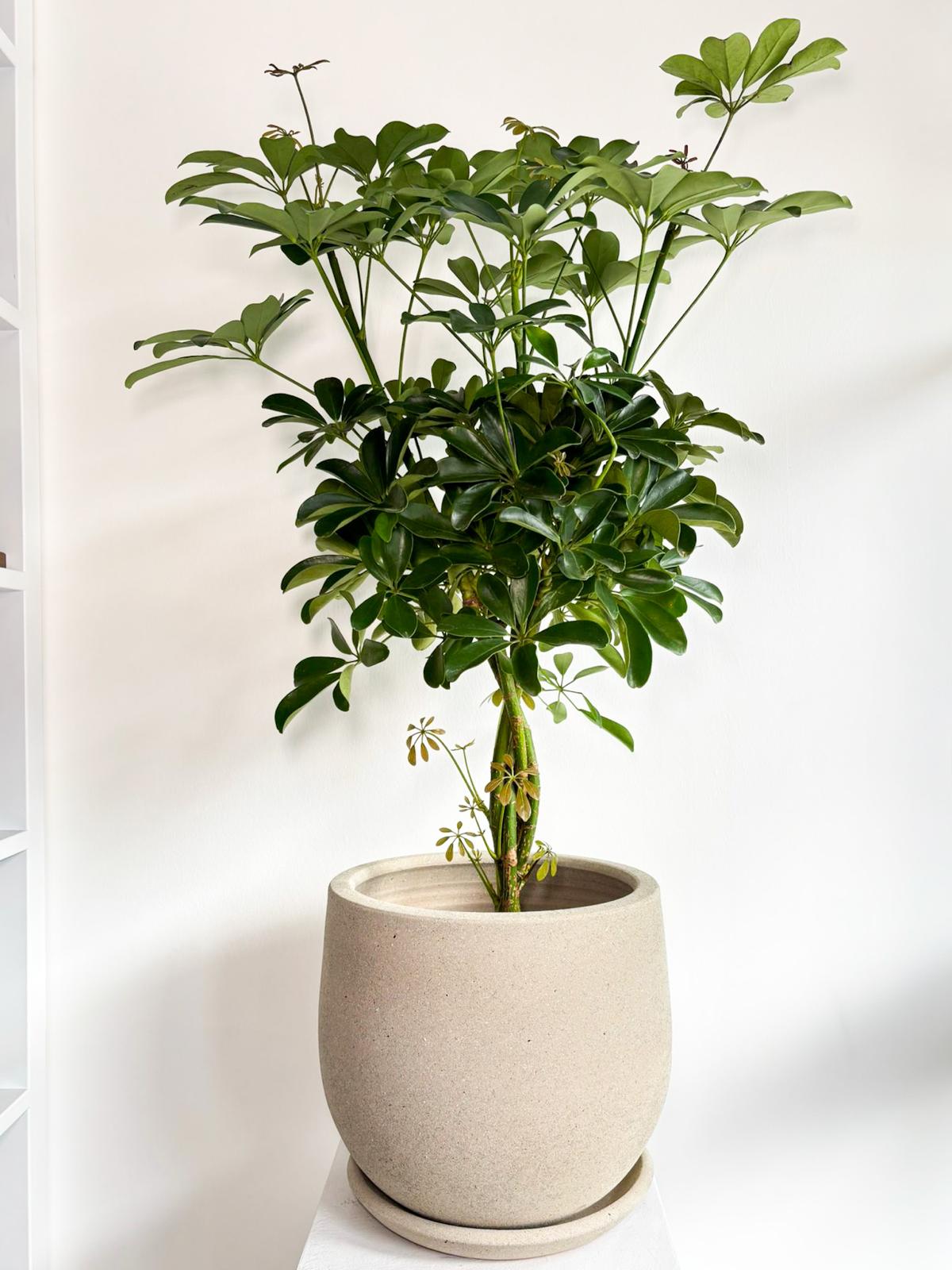 schefflera (2)