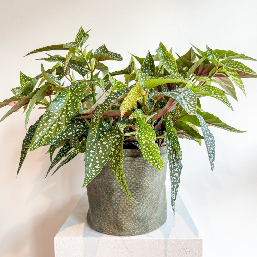 begoniamaculatal241100
