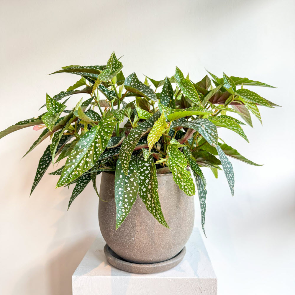 begoniamaculatal241102