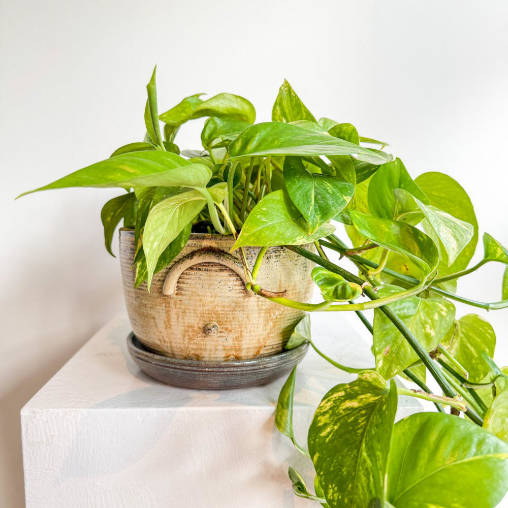 epipremnum241101