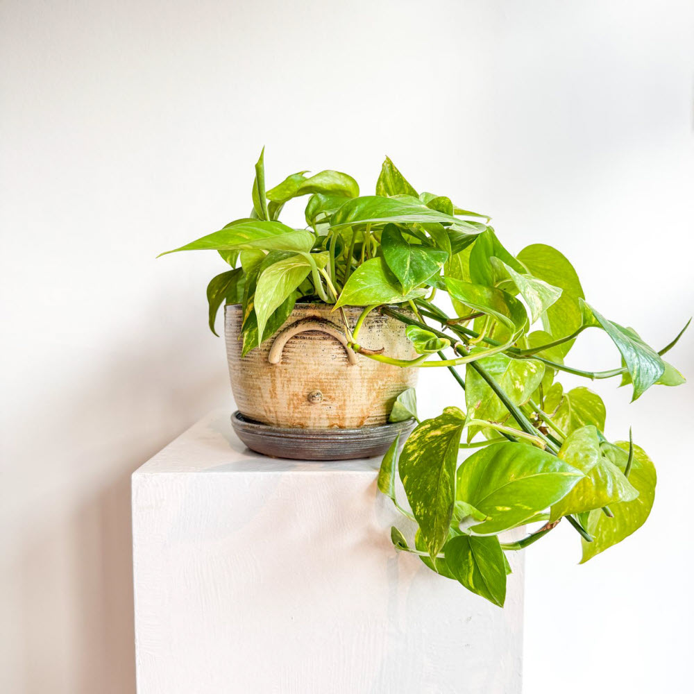 epipremnum241102