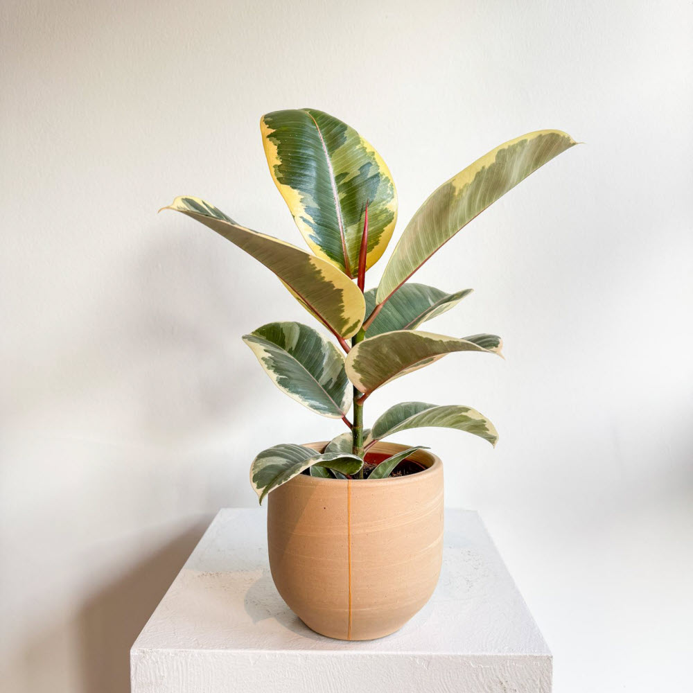 ficuselasticatineke241100