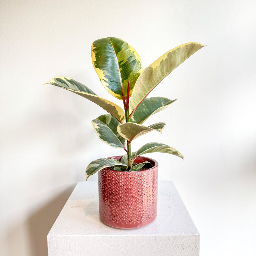 ficuselasticatineke241103