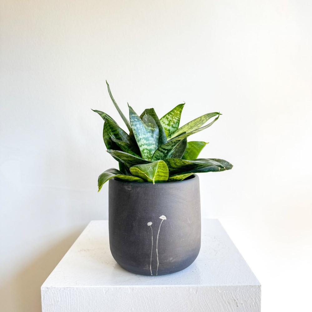 sansevieria251102