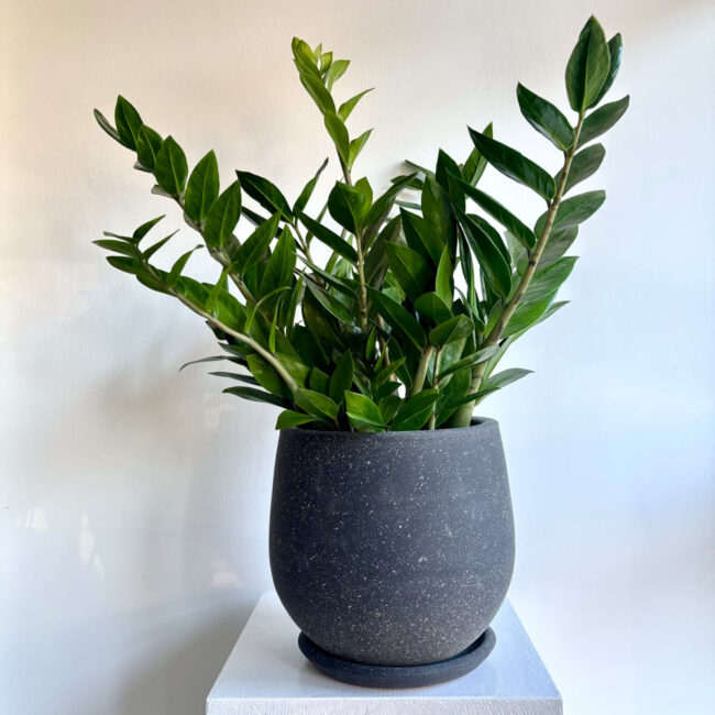 Zamioculcas