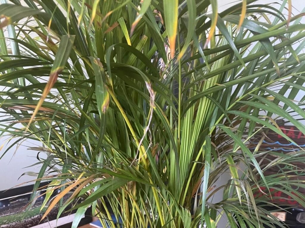 areca palmiyesi baki9mi.jpg