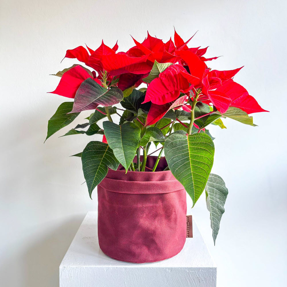 poinsettia051204
