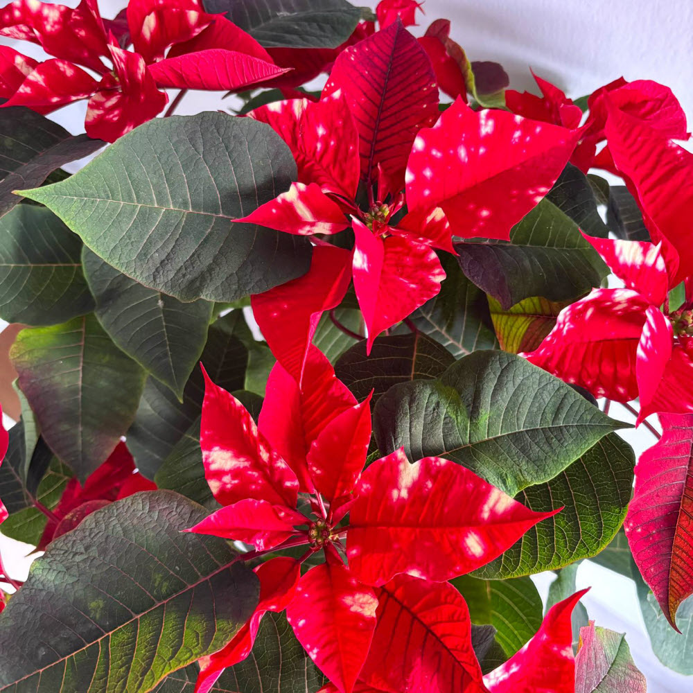poinsettiabenekli051200