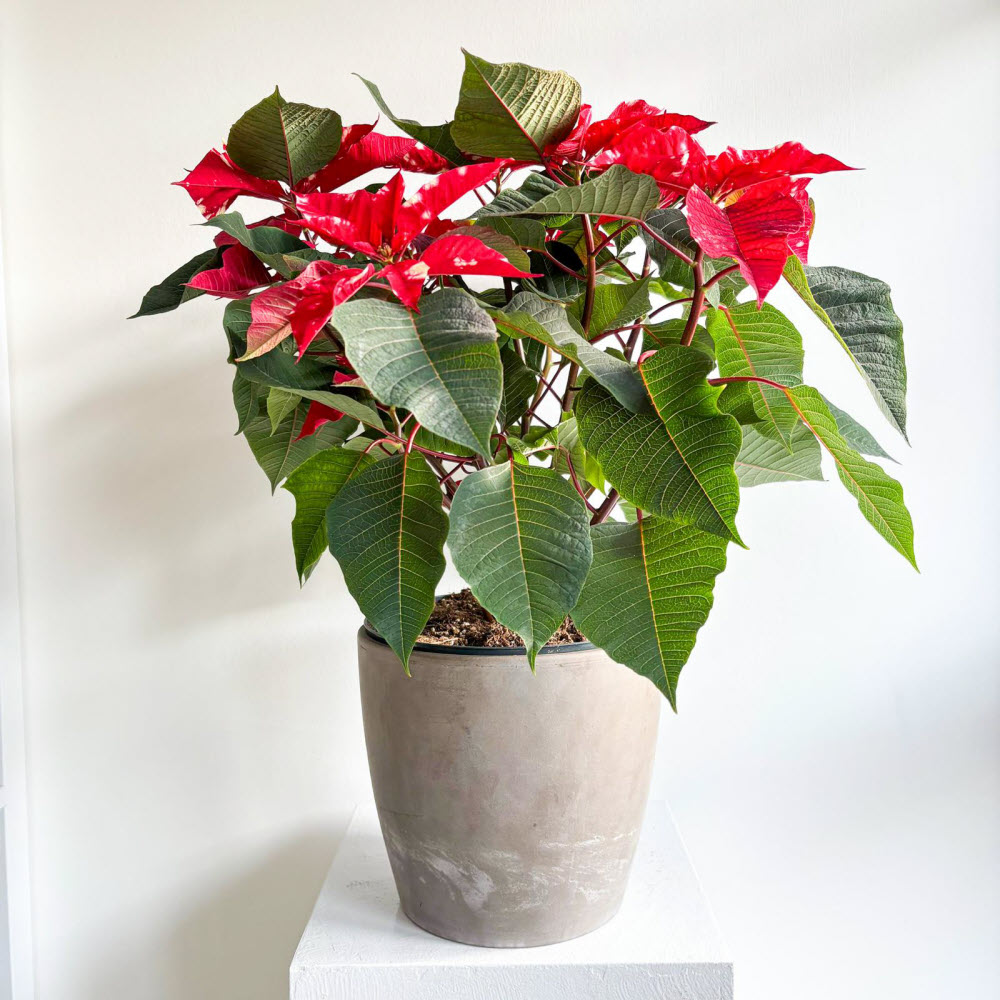 poinsettiabenekli051201
