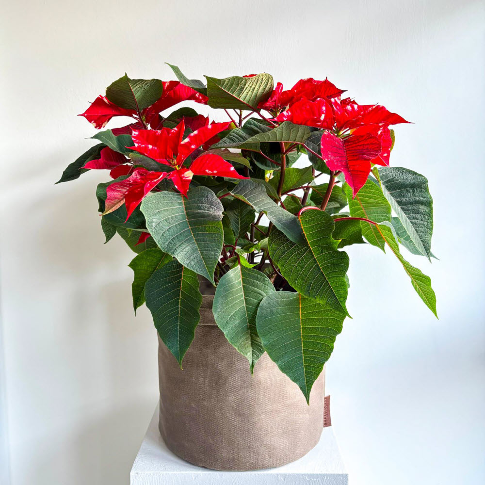 poinsettiabenekli051203