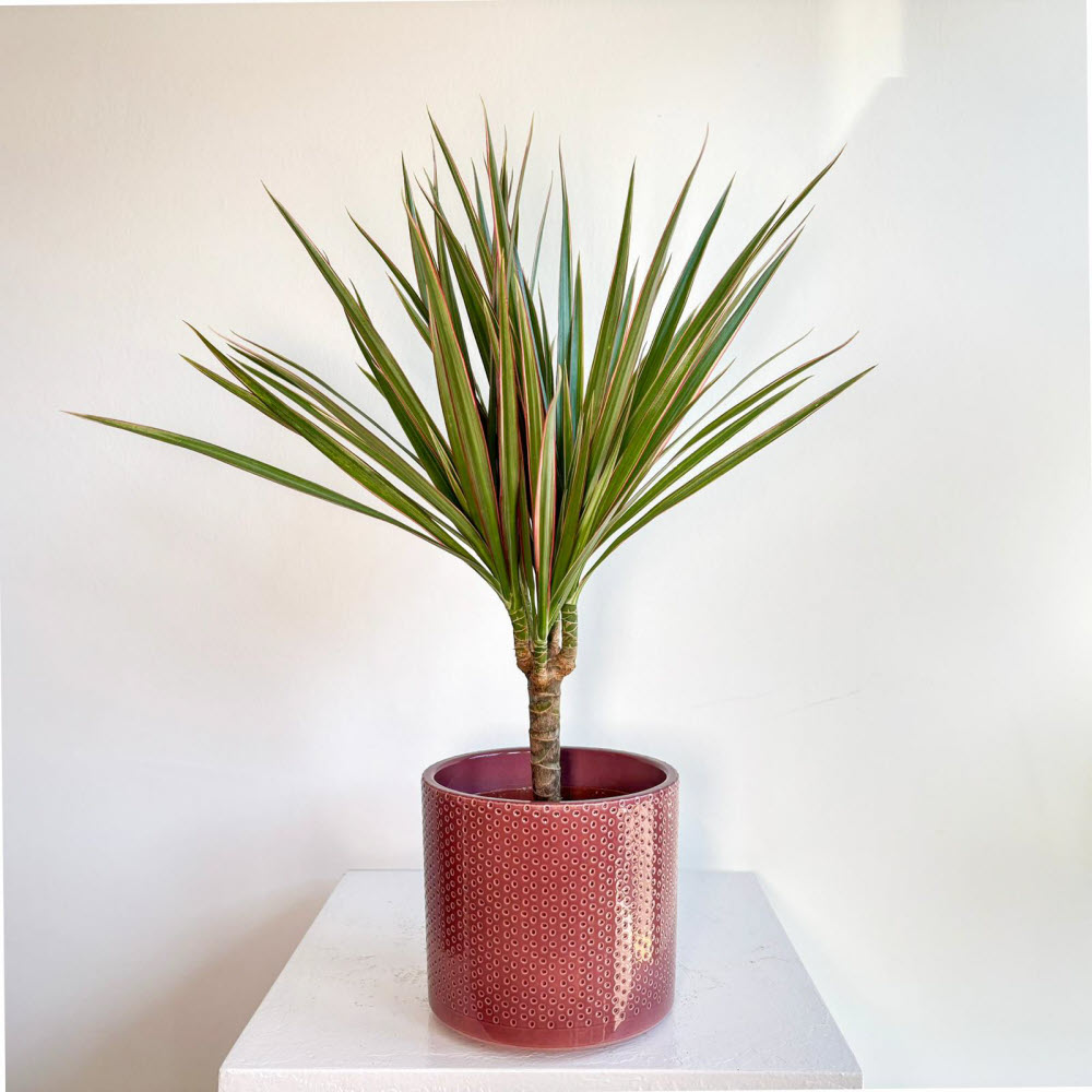Dracaena Marginata Bicolor - Greenhouse Project