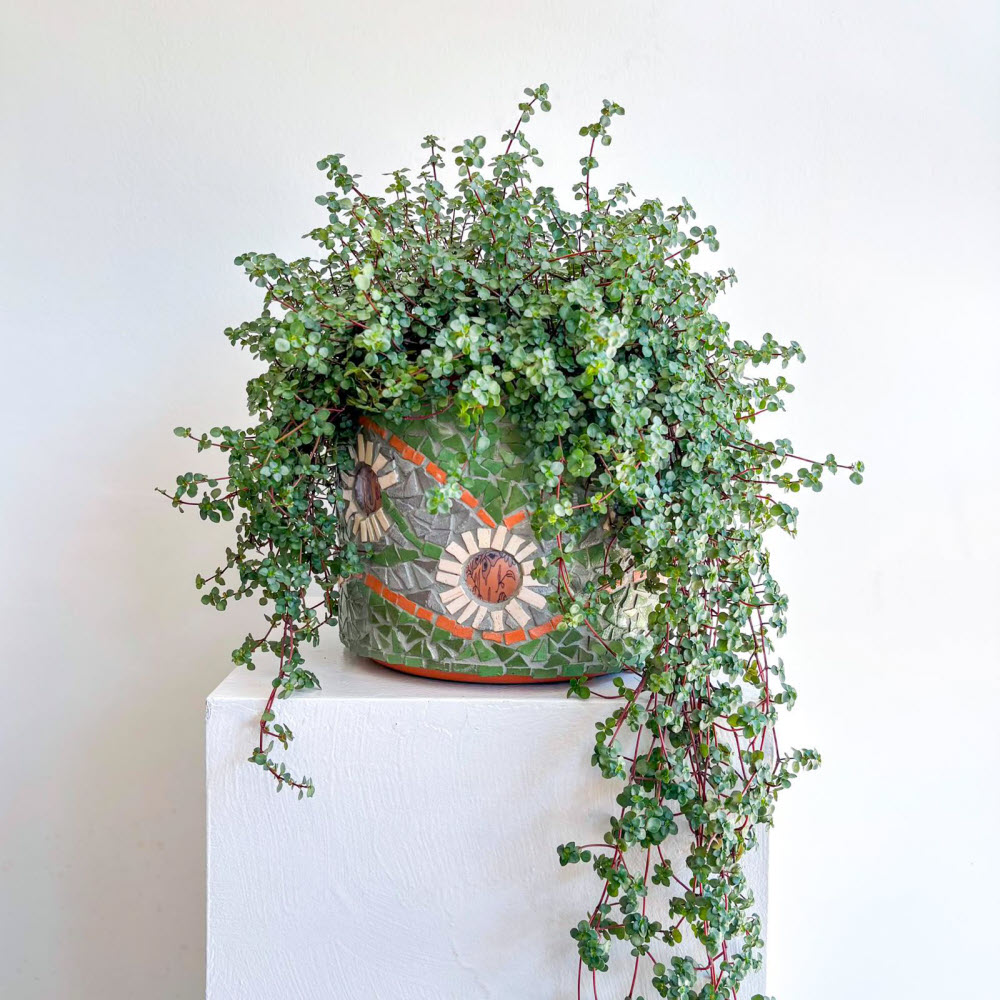 pilea glauca