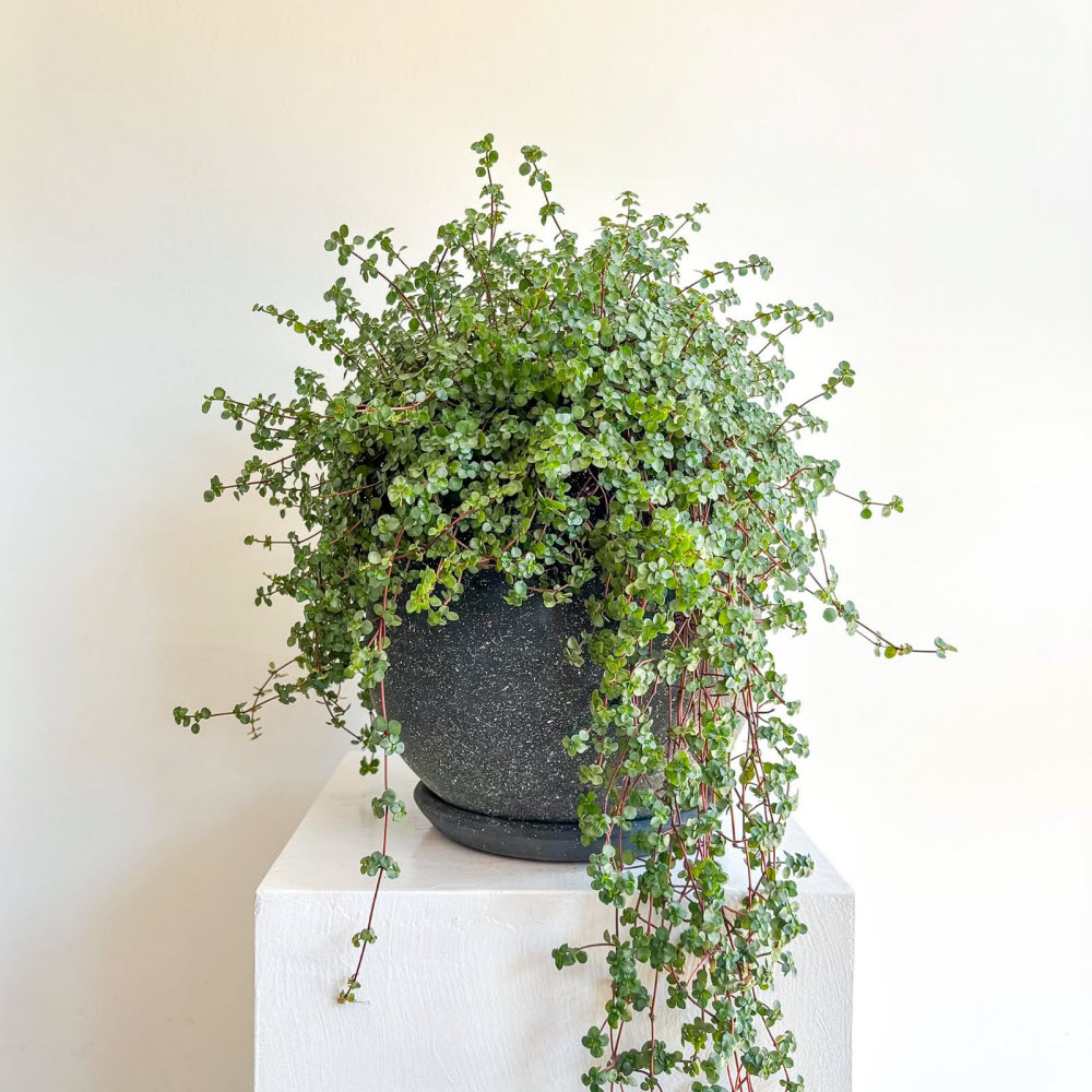 pilea glauca