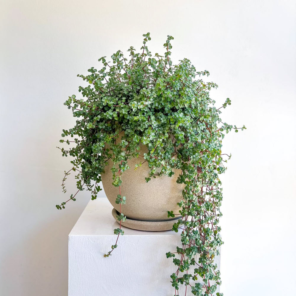 pilea glauca