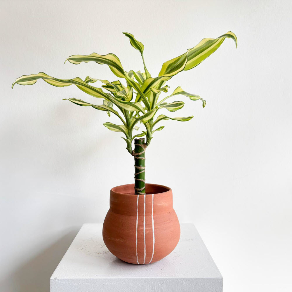 dracaenafragrans270301