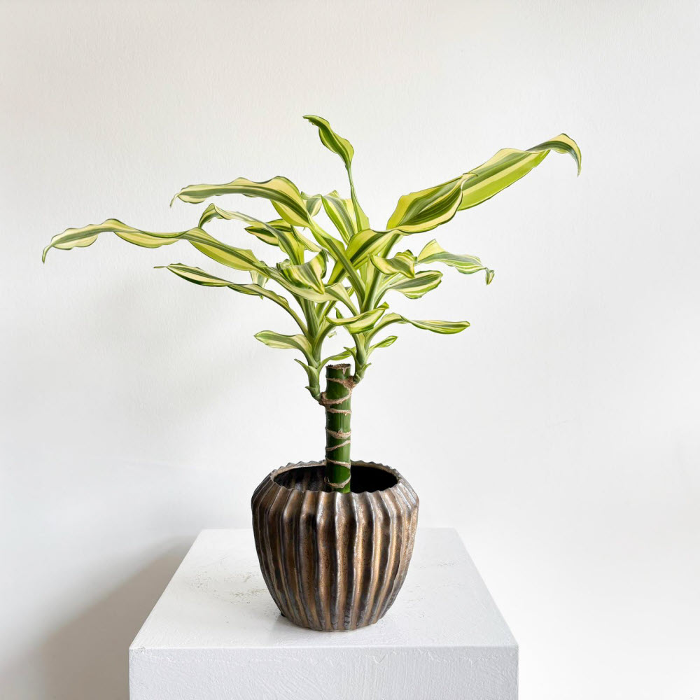 dracaenafragrans270302