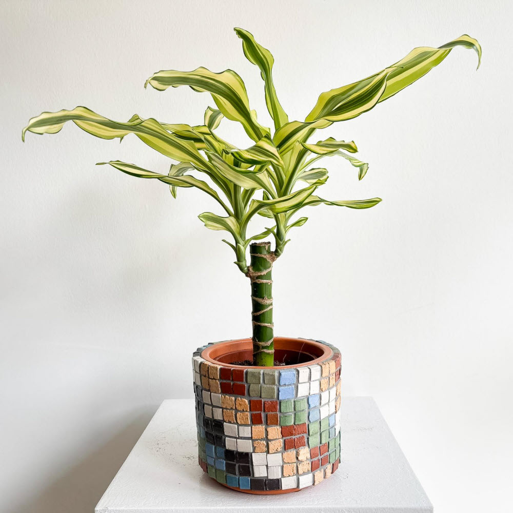 dracaenafragrans270304