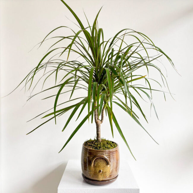 dracaenamarginata230400