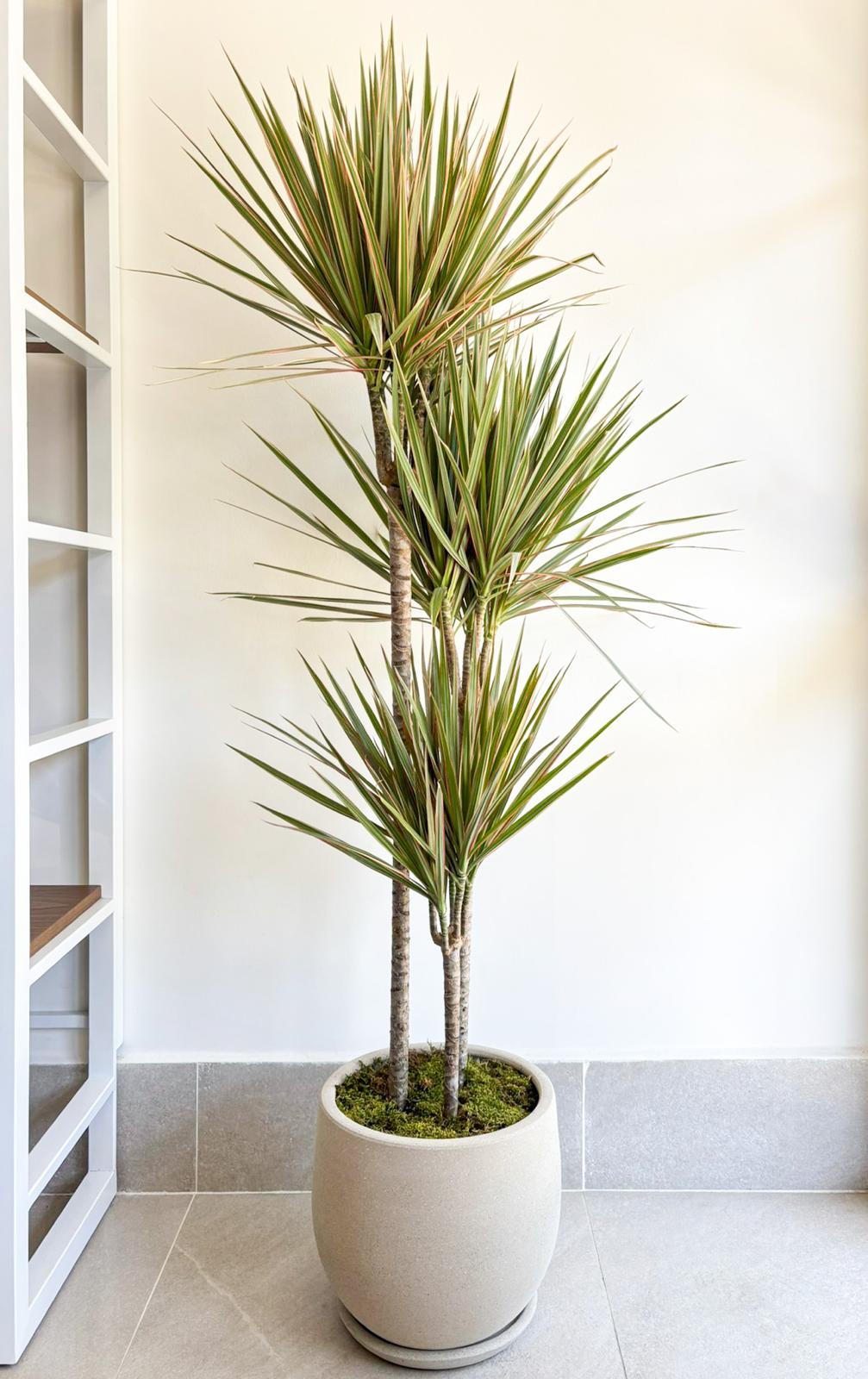 Dracaena Marginata Bicolor - 150 cm - Greenhouse Project