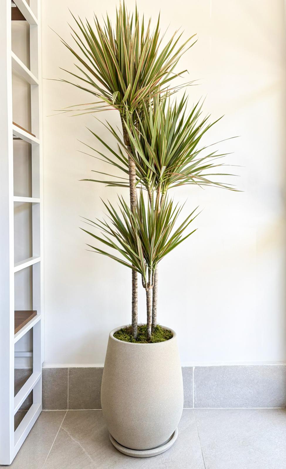 dracaenamarginatabicolor2804