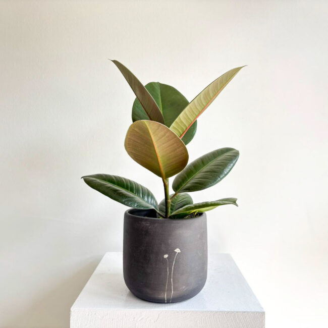 ficuselasticarobusta230400