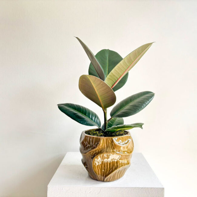 ficuselasticarobusta240401