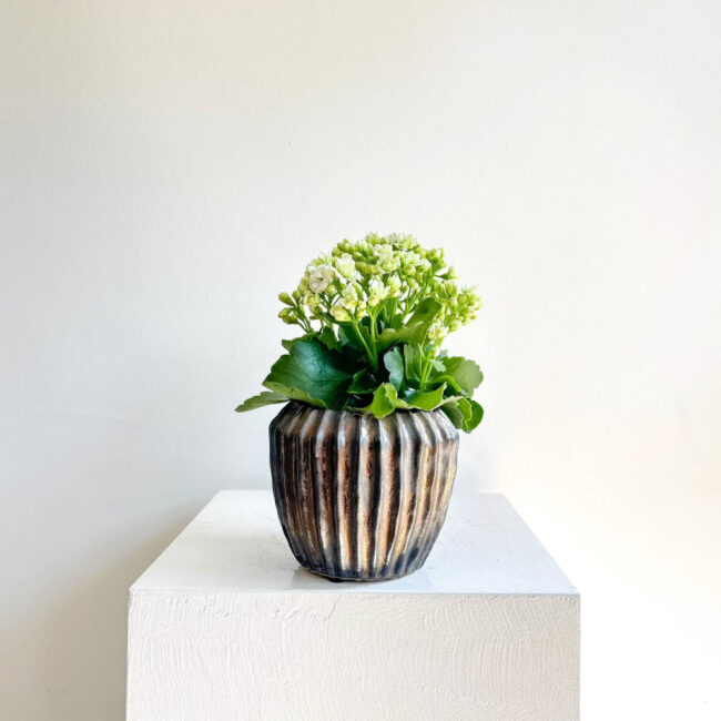 kalanchoe240402