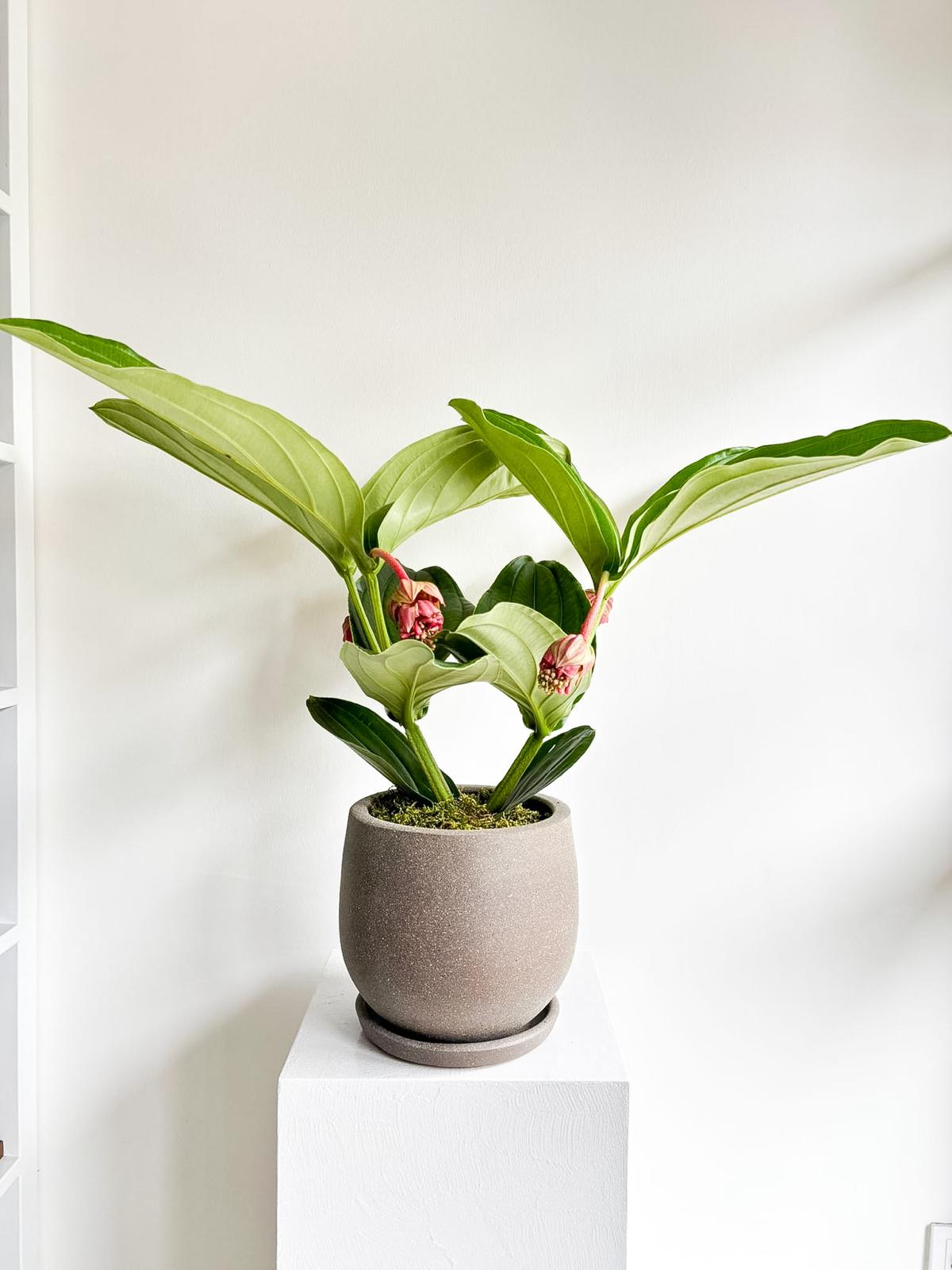 medinilla-magnifica (1)